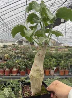 块根 安哥拉葡萄翁实生块根植物Cyphostemma uter var macropus A