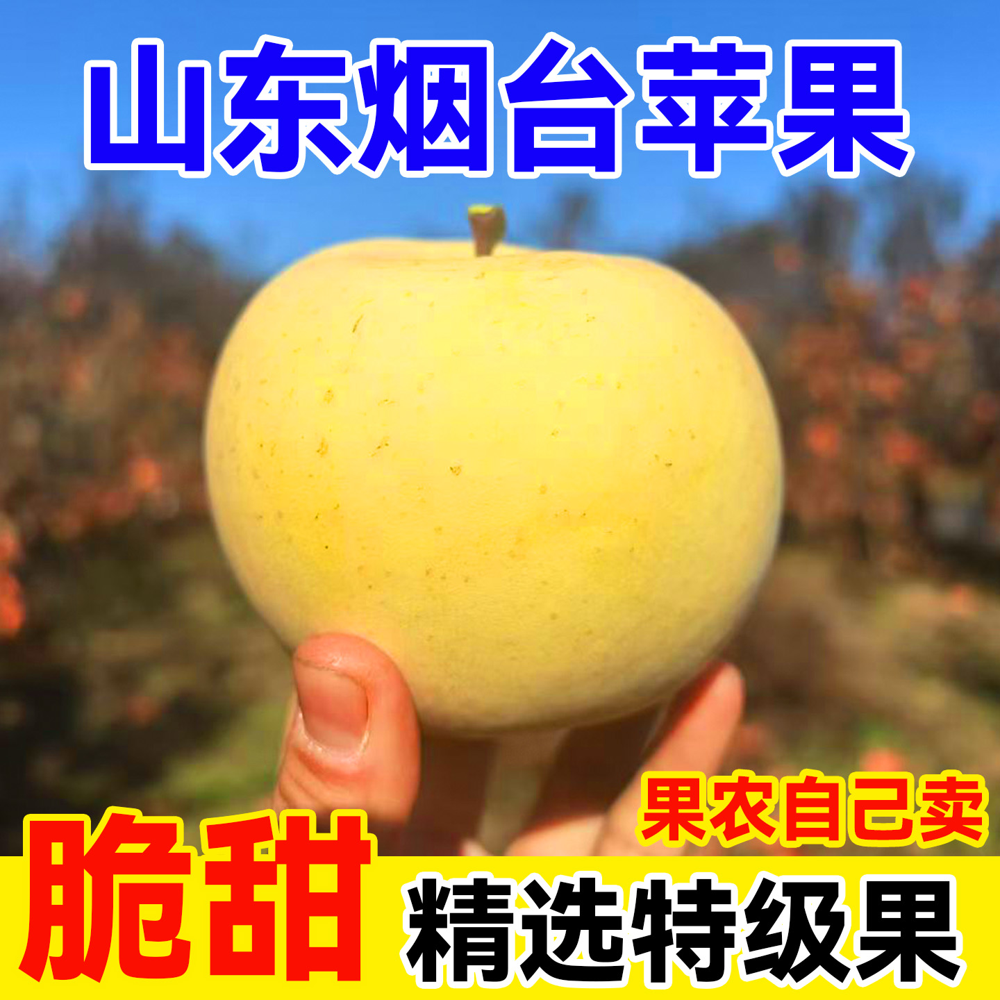 热河大叔山东黄金奶油富士苹果