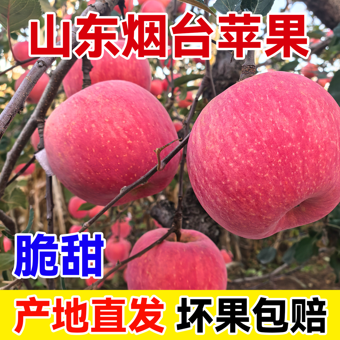 烟台苹果山东烟台红富士苹果
