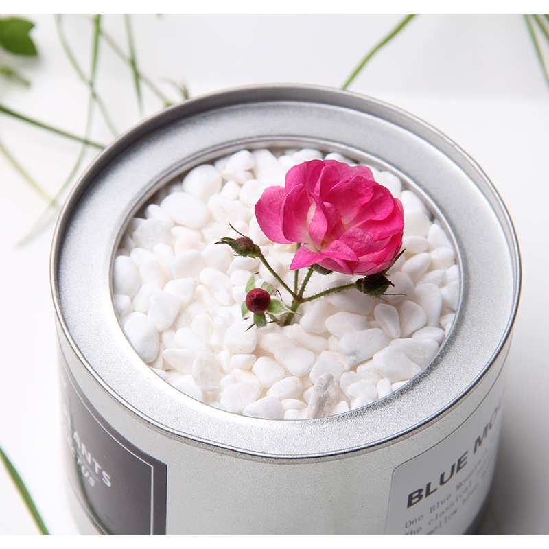 白色机制鹅卵石雪花白 多肉植物盆栽装饰小石头 鱼缸水池垫底石子