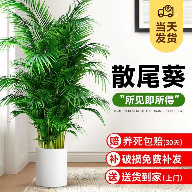 散尾葵植物盆栽客厅大型绿植凤尾竹室内办公室盆景好养四季长青