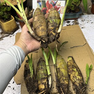 名品兰花老i卢头 懒人新手小白好种易养