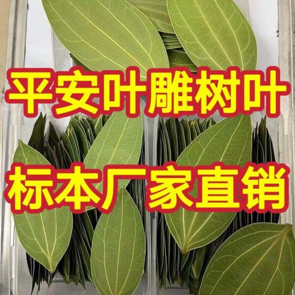 雕刻树叶平安树叶干燥处理叶雕树叶子标本机器激光雕刻照片叶