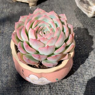 法兰西玫瑰侧影单头周正粉色低透超仙萌肉云南露养控养小精品多肉