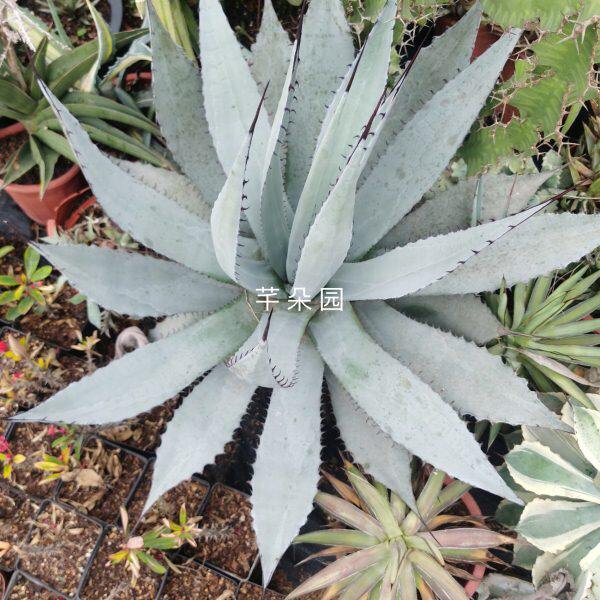 芊朵园屈原之舞龙舌兰 沙生沙漠植物蓝色系龙舌兰 蓝灰色耐旱耐热