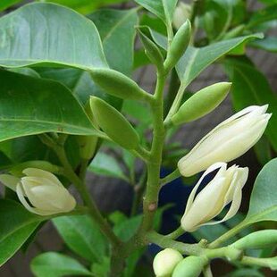 白兰花树苗盆地栽植物嫁接黄角黄桷白黄玉兰室内外浓香庭院
