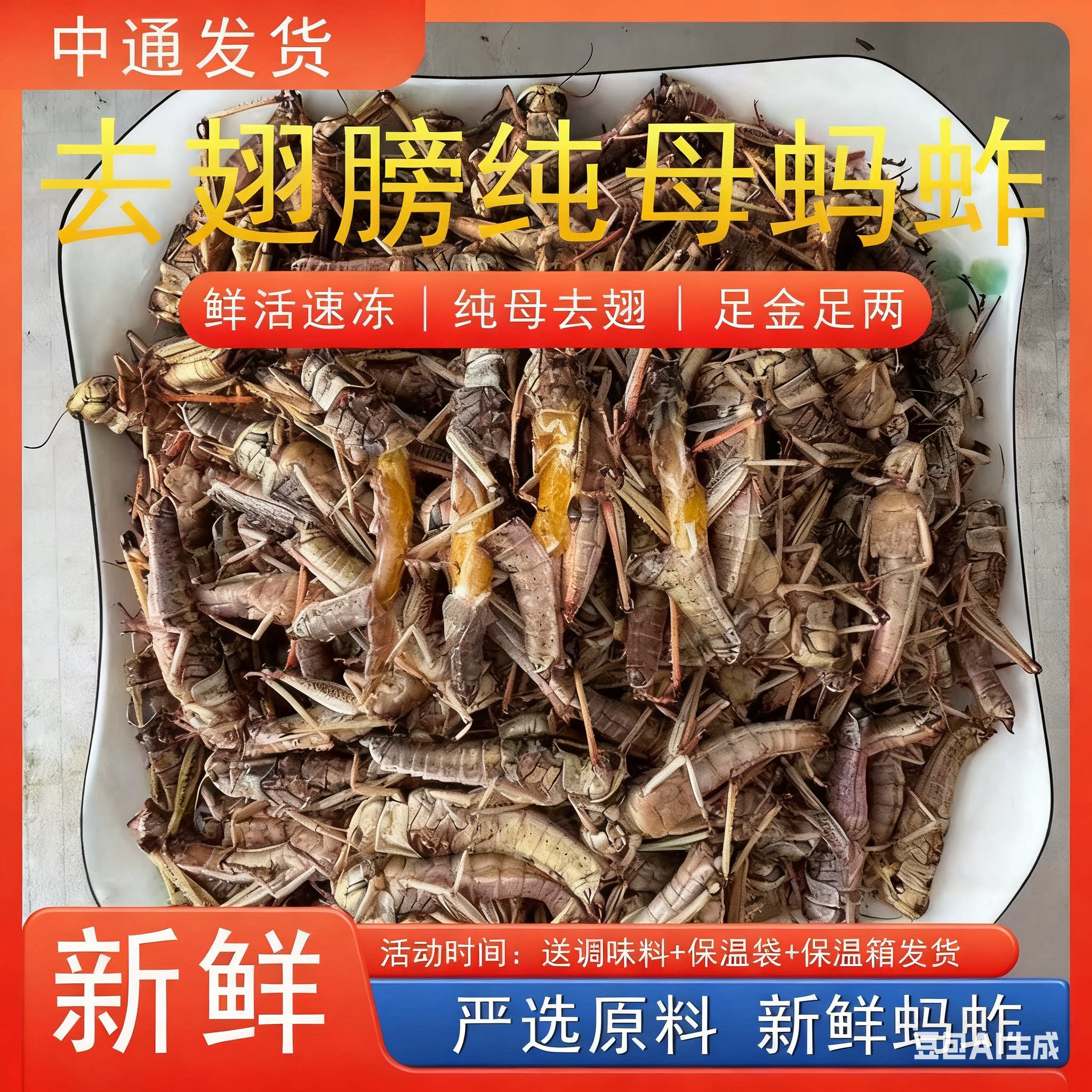 2026新鲜山东特产新鲜蝗虫蚂蚱纯母去翅带籽活体速冻东亚飞蝗蚂蚱