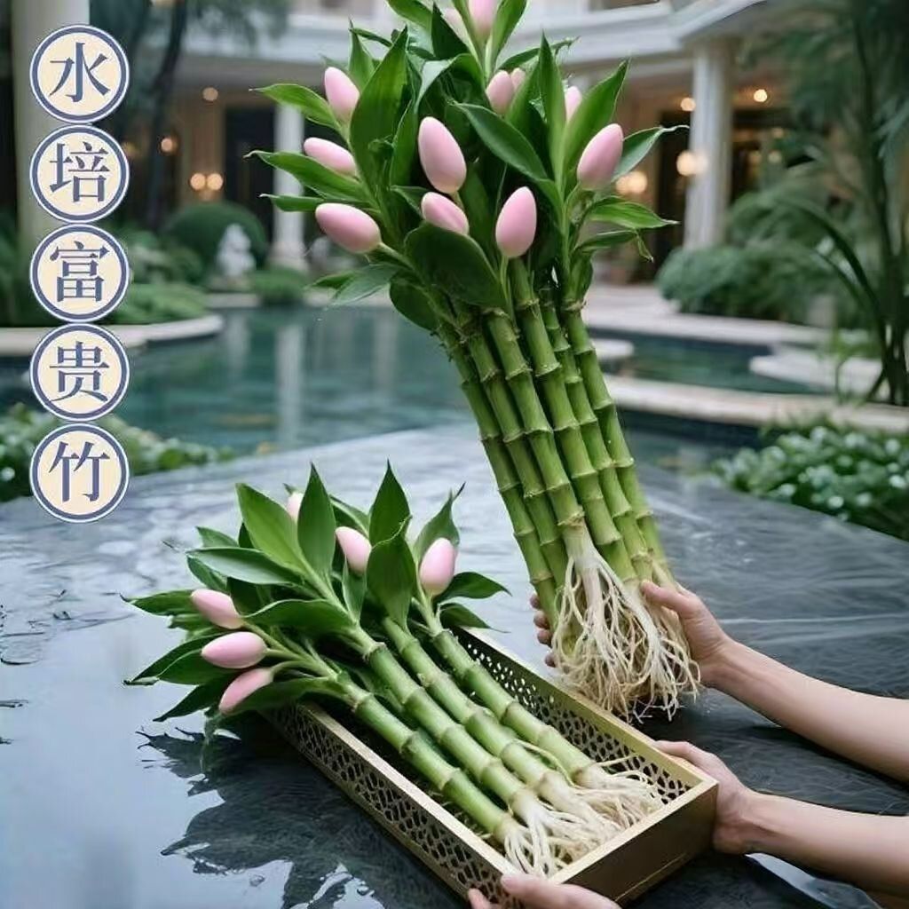 无花苞观音竹四季招财好运