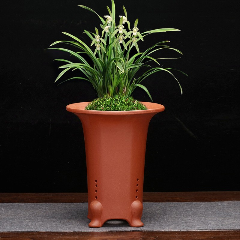 紫砂兰花盆客厅桌面竹子君子兰建春蕙兰园艺花卉绿植绿植盆景