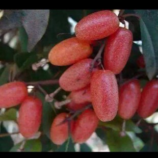 胡秃子羊奶子吉庆盆景桩枸橘野柿子四季常青S绿植老桩开花结果