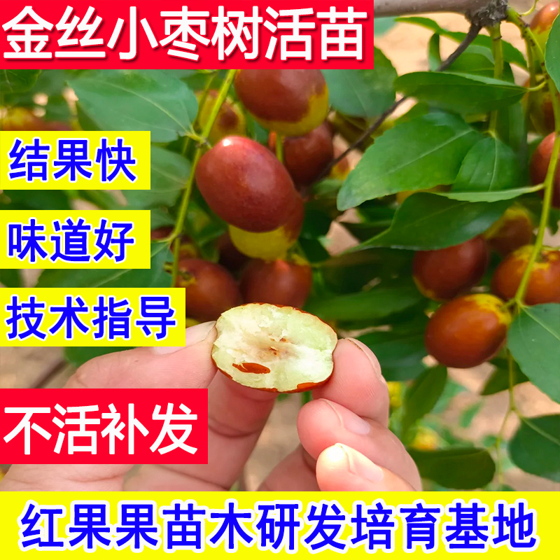 金丝小枣树活苗庭院盆栽嫁接枣树