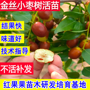 金丝小枣树活苗庭院盆栽嫁接枣树苗南北方耐寒庭院大枣超甜特大号