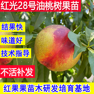 油桃树果苗红光28号新品种桃子苗树北方耐寒嫁接苗庭院南方超大号