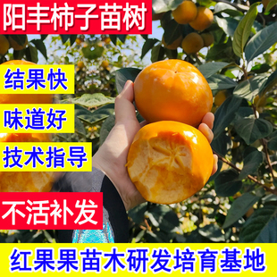 阳丰甜柿树苗正宗脆甜柿子树果苗嫁接苗北方耐寒南方矮化庭院果树