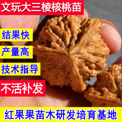文玩核桃苗树三棱当年结果苗