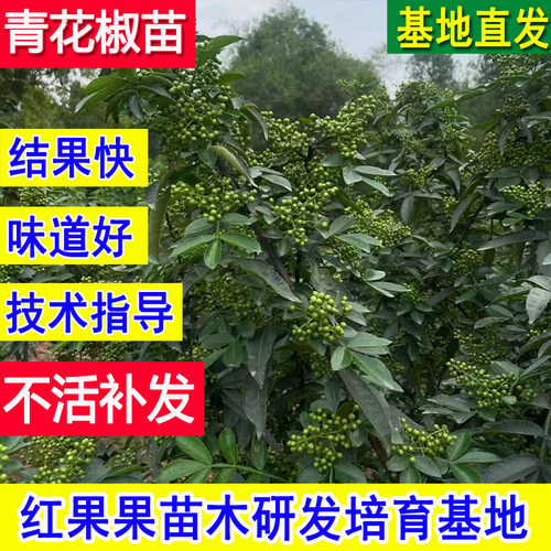 青花椒苗树特麻基地大苗当年结果