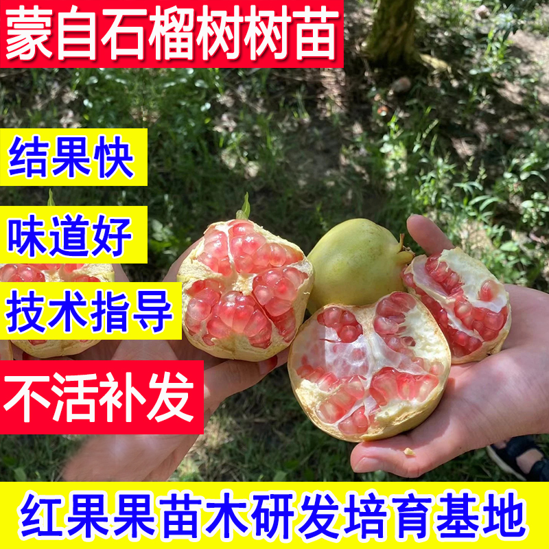 蒙自石榴树树苗耐寒庭院大树小苗