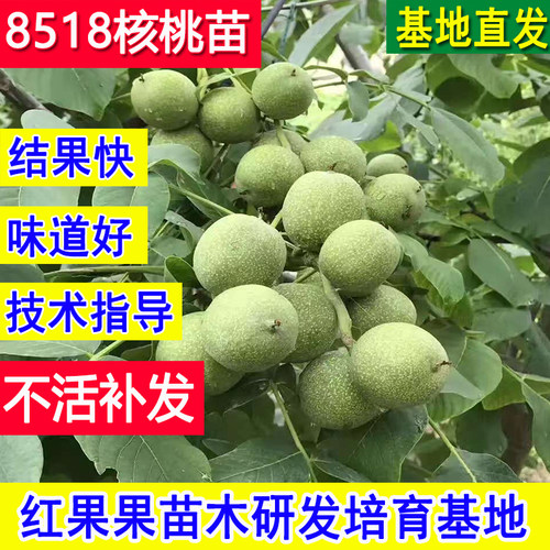 新疆8518纸皮薄皮核桃树果苗