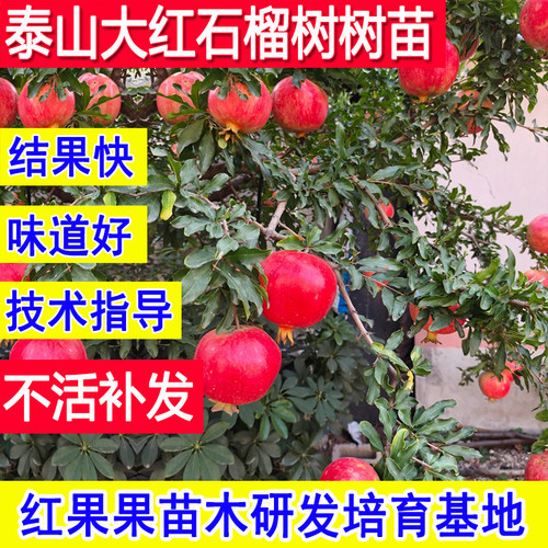 泰山大红石榴树树苗耐寒庭院大树