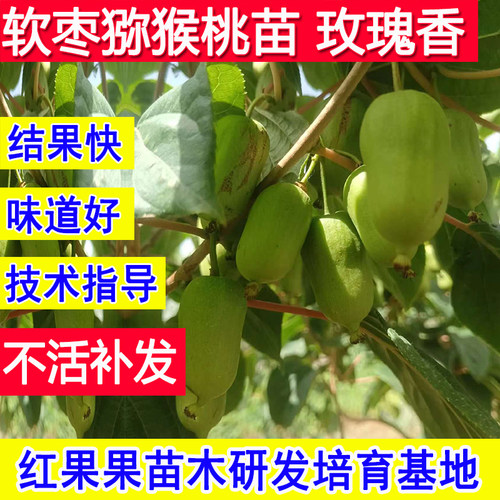 玫瑰香软枣猕猴桃苗南方北方种植