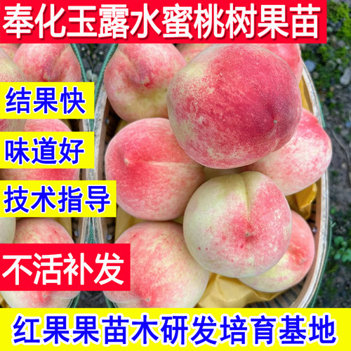 正宗奉化水蜜桃树果苗当年结果苗