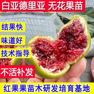 白亚德里亚无花果苗耐寒新品种无花果树果苗超大号庭院矮化小树苗