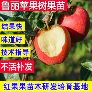 鲁丽苹果苗嫁接苗北方耐寒南方种植苹果树果苗庭院矮化大树新品 种