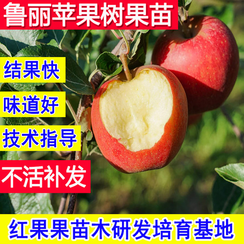 鲁丽苹果苗嫁接苗南北方耐寒矮化