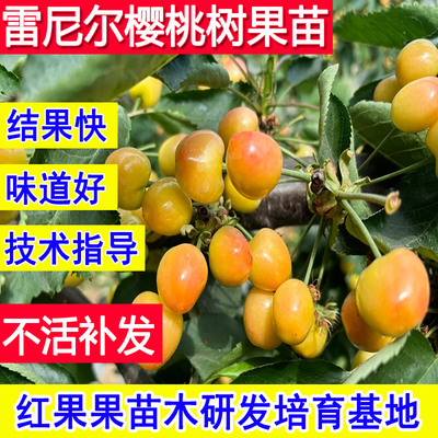 雷尼尔嫁接樱桃树果苗南北方种植