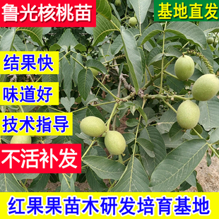 鲁光核桃树果苗耐寒老品种纸皮薄皮果苗北方南方超大号庭院实生苗
