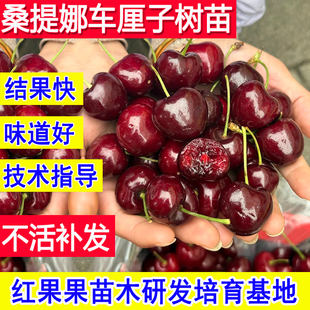 桑提娜车厘子树苗嫁接耐寒樱桃树果苗庭院矮化超大号北方南方种植