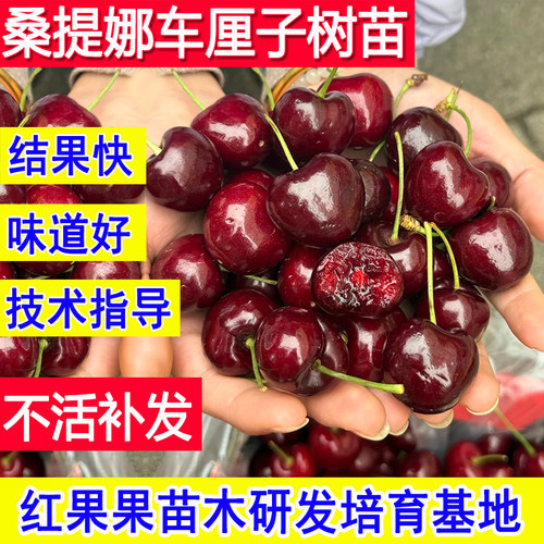 桑提娜车厘子嫁接耐寒矮化樱桃苗