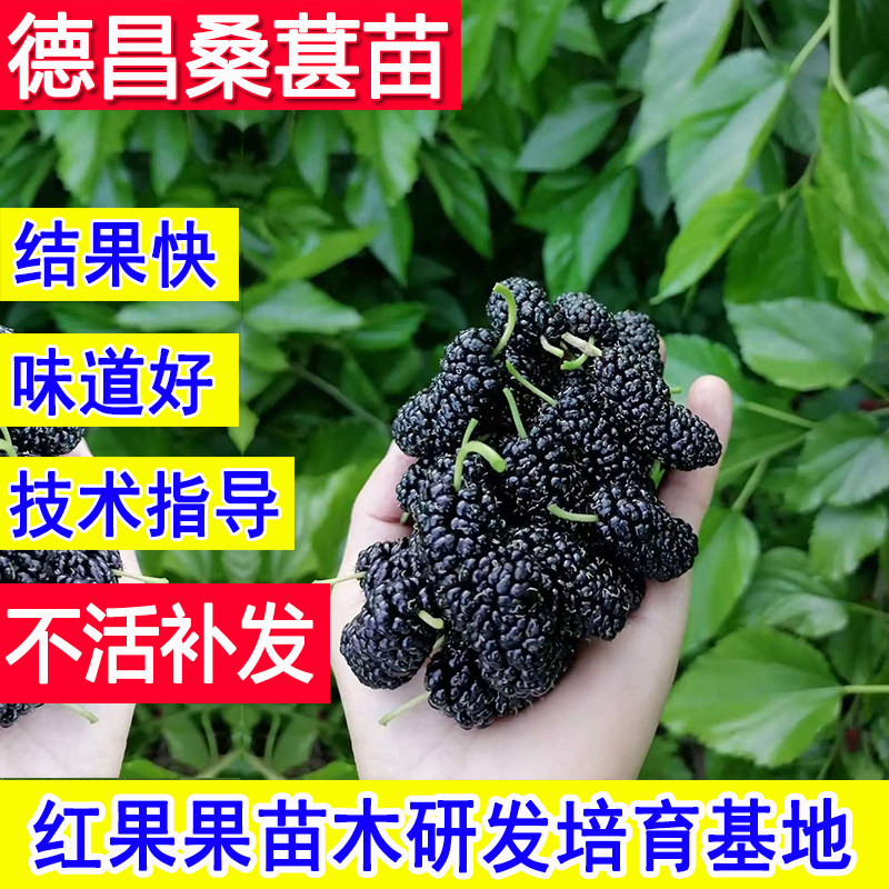 德昌桑葚树苗北方耐寒果苗南方盆栽食用庭院超大号养蚕当年结果苗