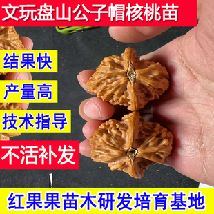 文玩盘山公子帽核桃苗树耐冻庭院南方果苗北方种植嫁接苗超大号树