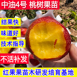 中油4号桃苗 早熟嫁接油桃树果苗新品种南北方耐寒冻庭院桃子苗树