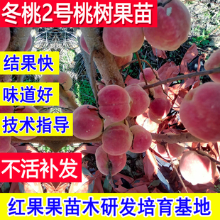 冬桃苗2号 晚熟嫁接桃树果苗耐寒活苗北方南方庭院新品种矮化大树