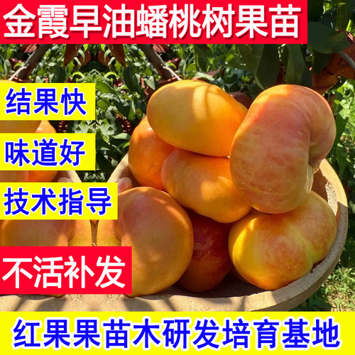 油蟠桃苗早熟桃树果苗嫁接新品种