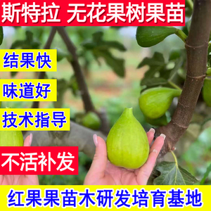 斯特拉无花果苗当年结果耐寒特大