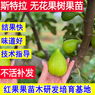 斯特拉无花果苗当年结果耐寒特大果盆栽地栽北方南方种植庭院苗树