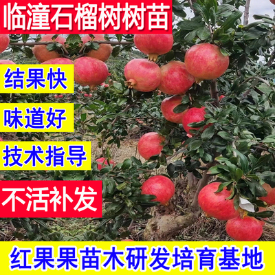 临潼石榴树软籽石榴树树苗耐寒冻