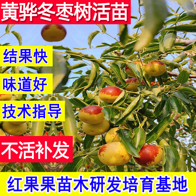 黄骅冬枣树苗特大号庭院枣树活苗