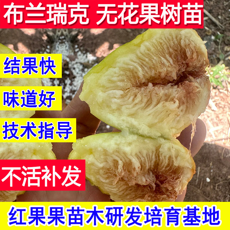 布兰瑞克无花果树果苗耐寒枝条特大果北方南方矮化庭院盆栽小树苗