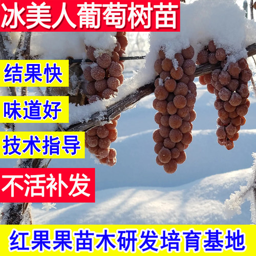 冰美人葡萄苗北方耐寒冻葡萄树苗