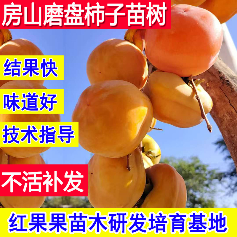柿子树果苗特大号嫁接苗南方北方