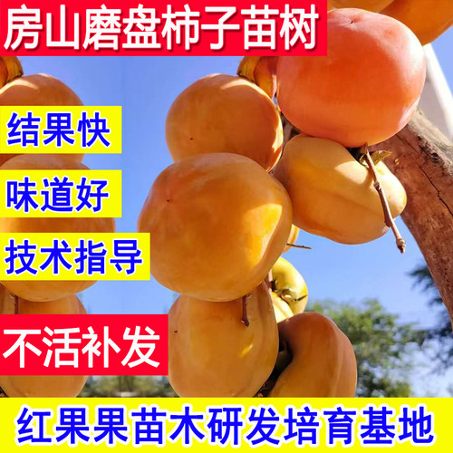 柿子树果苗特大号嫁接苗南方北方