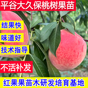 大久保桃苗平谷桃树果苗嫁接苗北方耐寒南方庭院盆栽新品种桃子苗