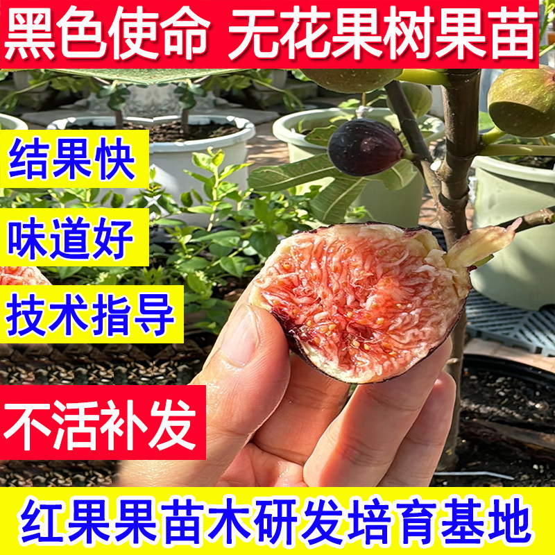 加州黑无花果苗特大果黑色使命无花果树果苗基地耐寒盆栽地栽庭院