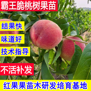 霸王脆桃苗早熟嫁接桃树果苗北方耐寒南方庭院大树盆栽小苗新品种