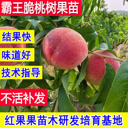 霸王脆桃苗早熟嫁接耐寒桃树果苗