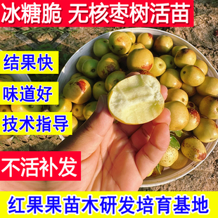 冰糖脆枣树活苗无核冰糖心冬枣苗南方北方耐寒庭院大枣超甜特大号